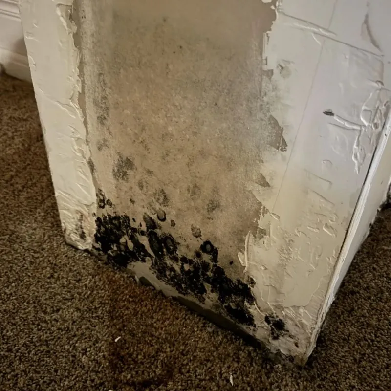 Professional Mold Removal in Bostonia, CA